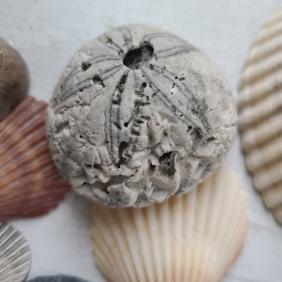 Seashells Carolina beaches Atlantic ocean sea shell includes one sea biscuit - Picture 4 of 9